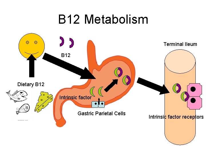 B 12 Metabolism Terminal Ileum B 12 Dietary B 12 Intrinsic factor Gastric Parietal