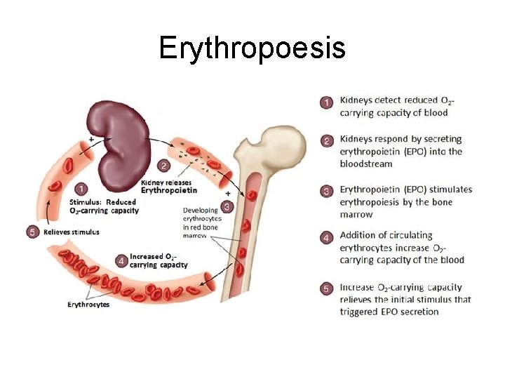 Erythropoesis 