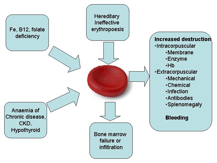 Fe, B 12, folate deficiency Anaemia of Chronic disease, CKD, Hypothyroid Hereditary Ineffective erythropoesis