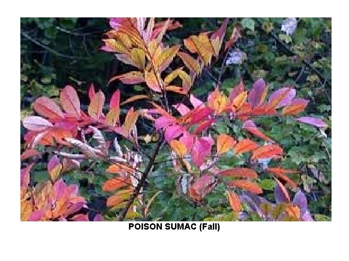 POISON SUMAC (Fall) 