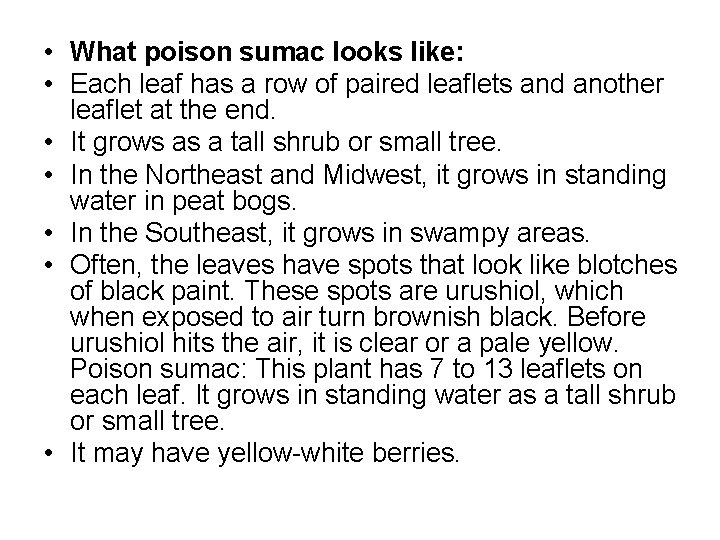  • What poison sumac looks like: • Each leaf has a row of