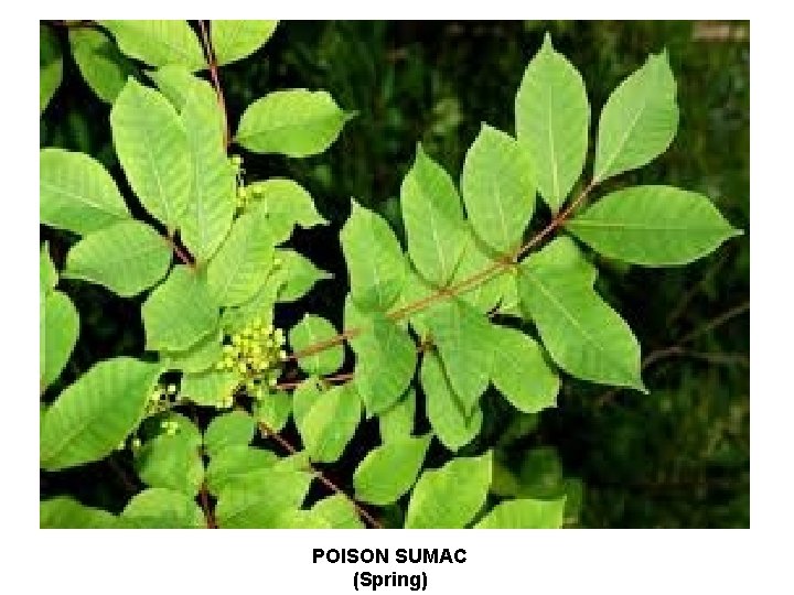 POISON SUMAC (Spring) 