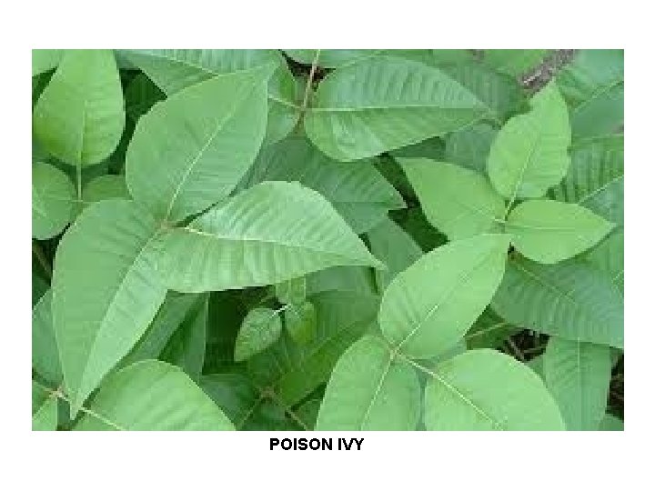 POISON IVY 