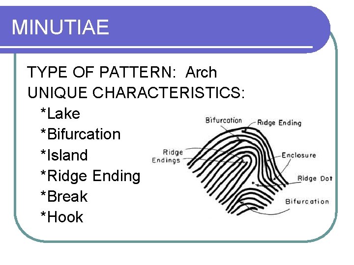 MINUTIAE TYPE OF PATTERN: Arch UNIQUE CHARACTERISTICS: *Lake *Bifurcation *Island *Ridge Ending *Break *Hook