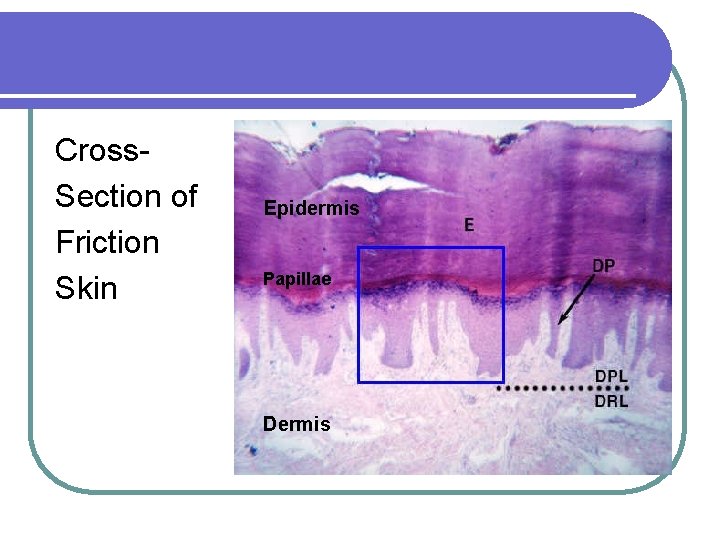 Cross. Section of Friction Skin Epidermis Papillae Dermis 