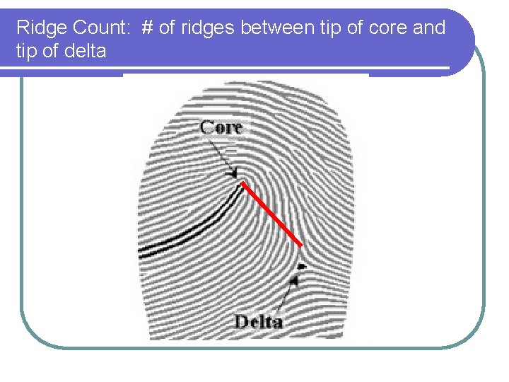 Ridge Count: # of ridges between tip of core and tip of delta 