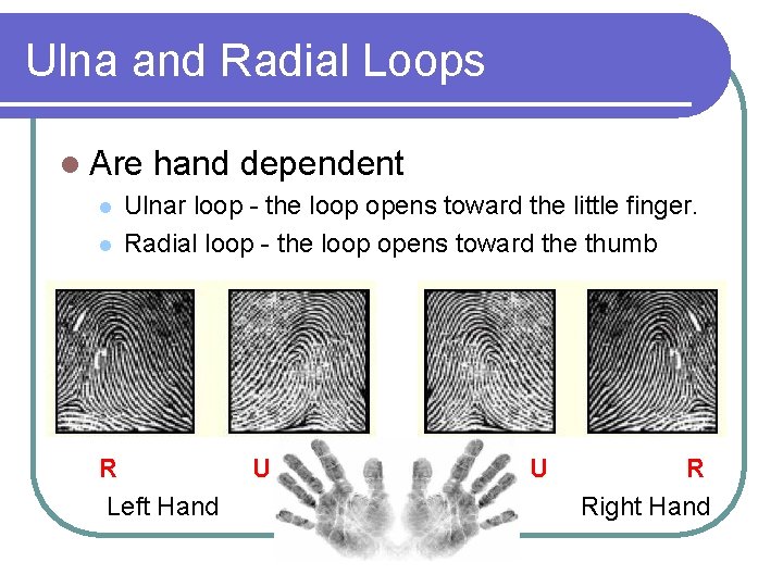 Ulna and Radial Loops l Are hand dependent l l Ulnar loop - the