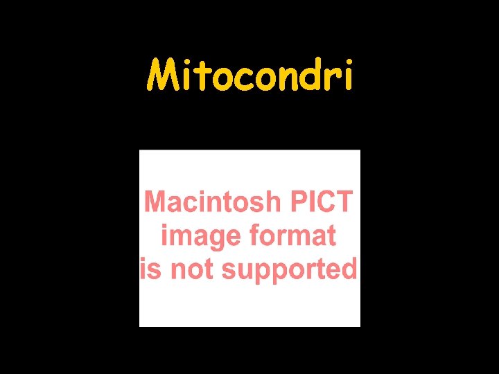 Mitocondri 