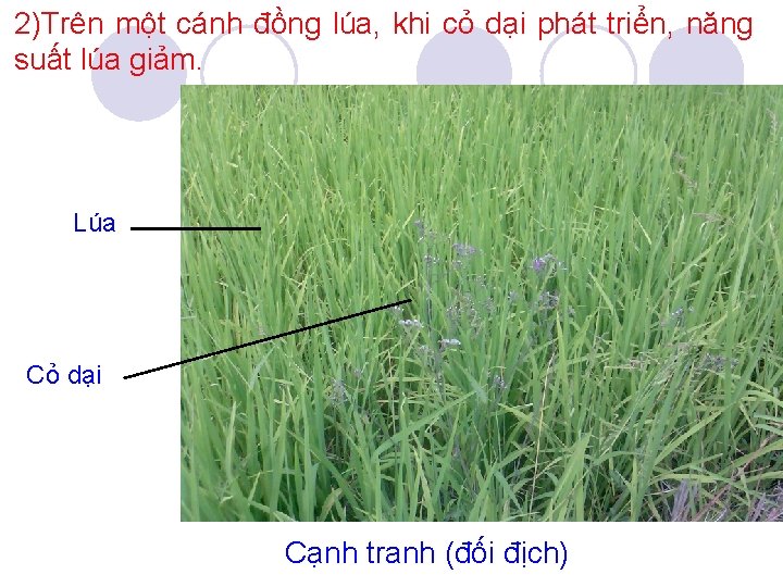 2)Trên một cánh đồng lúa, khi cỏ dại phát triển, năng suất lúa giảm.