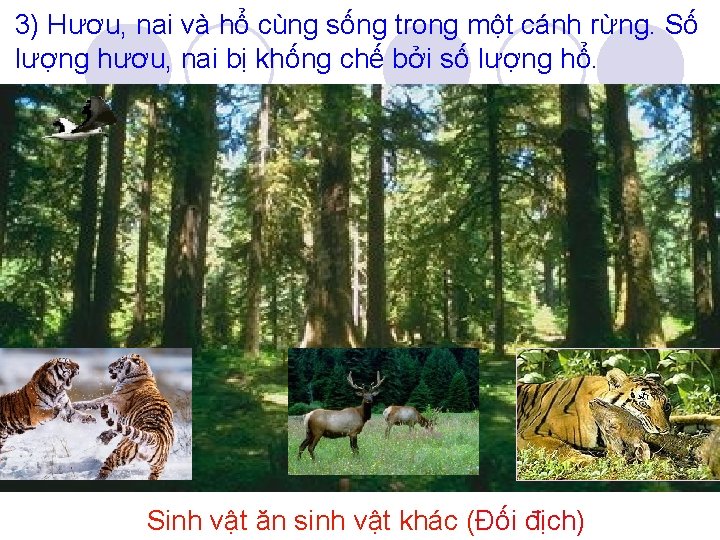 3) Hươu, nai và hổ cùng sống trong một cánh rừng. Số lượng hươu,