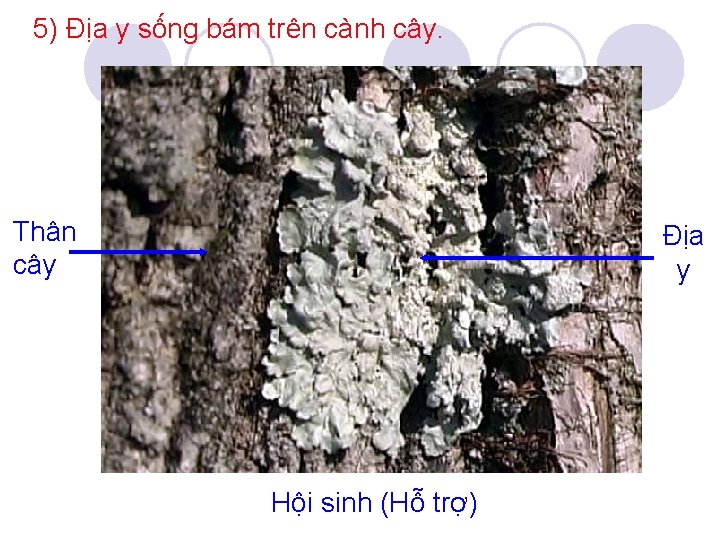 5) Địa y sống bám trên cành cây. Thân cây Địa y Hội sinh