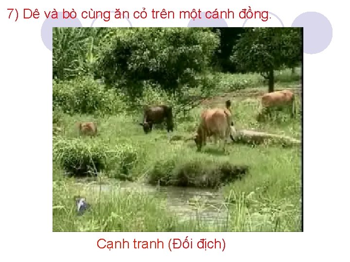 7) Dê và bò cùng ăn cỏ trên một cánh đồng. Cạnh tranh (Đối