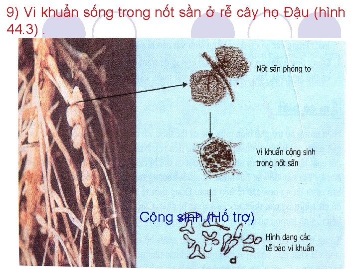 9) Vi khuẩn sống trong nốt sần ở rễ cây họ Đậu (hình 44.