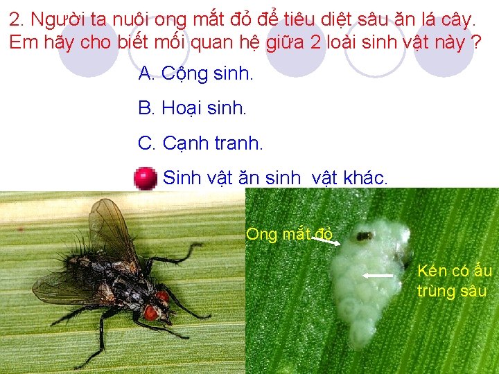 2. Người ta nuôi ong mắt đỏ để tiêu diệt sâu ăn lá cây.