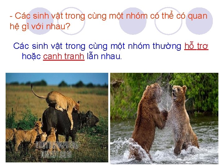 - Các sinh vật trong cùng một nhóm có thể có quan hệ gì