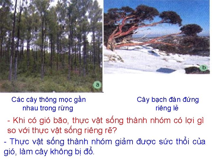 Các cây thông mọc gần nhau trong rừng Cây bạch đàn đứng riêng lẻ