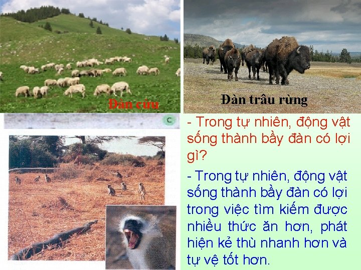 Đàn cừu Đàn trâu rừng - Trong tự nhiên, động vật sống thành bầy