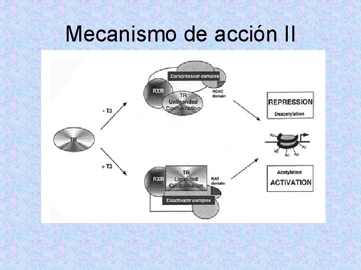 Mecanismo de acción II Mecanismo de acción II