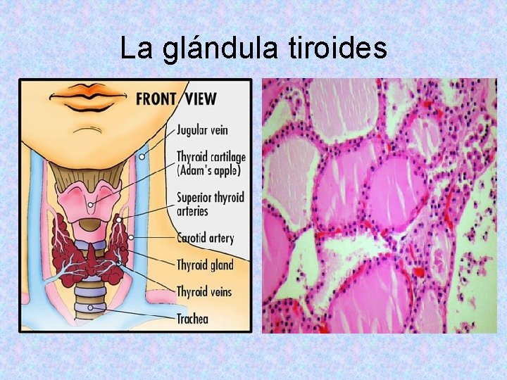 La glándula tiroides La glándula tiroides