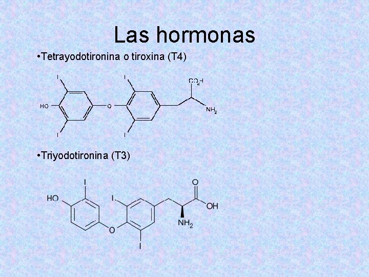 Las hormonas • Tetrayodotironina o tiroxina (T 4) • Triyodotironina (T 3) Las hormonas • Tetrayodotironina o tiroxina (T 4) • Triyodotironina (T 3)