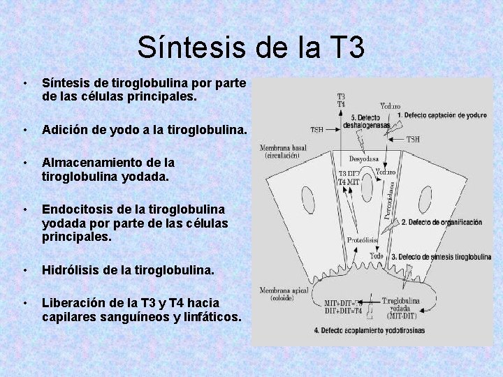 Síntesis de la T 3 • Síntesis de tiroglobulina por parte de las células Síntesis de la T 3 • Síntesis de tiroglobulina por parte de las células