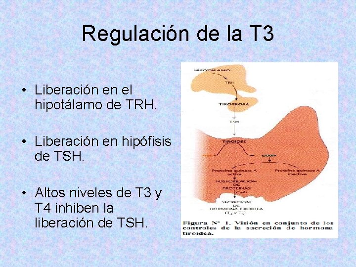 Regulación de la T 3 • Liberación en el hipotálamo de TRH. • Liberación Regulación de la T 3 • Liberación en el hipotálamo de TRH. • Liberación