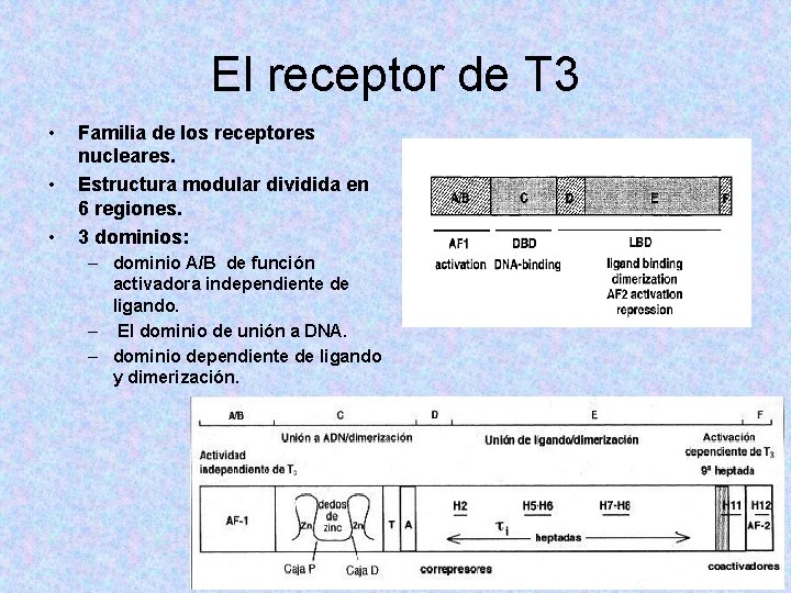 El receptor de T 3 • • • Familia de los receptores nucleares. Estructura El receptor de T 3 • • • Familia de los receptores nucleares. Estructura