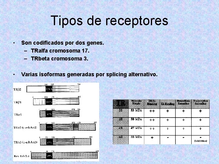 Tipos de receptores • Son codificados por dos genes. – TRalfa cromosoma 17. – Tipos de receptores • Son codificados por dos genes. – TRalfa cromosoma 17. –