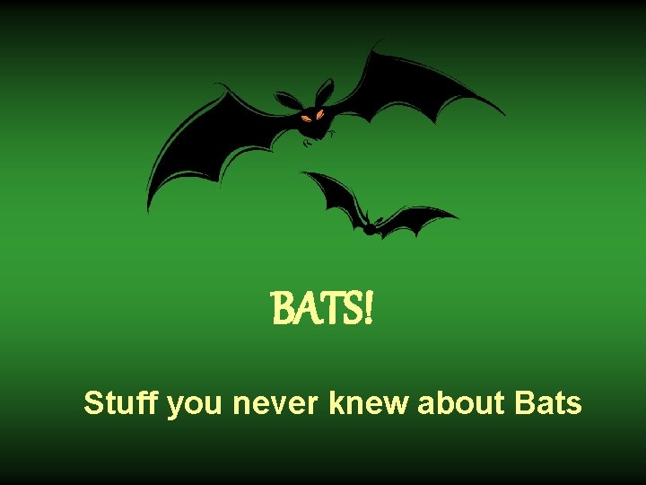 BATS! Stuff you never knew about Bats 