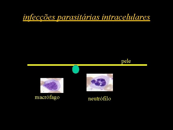 infecções parasitárias intracelulares pele macrófago neutrófilo 