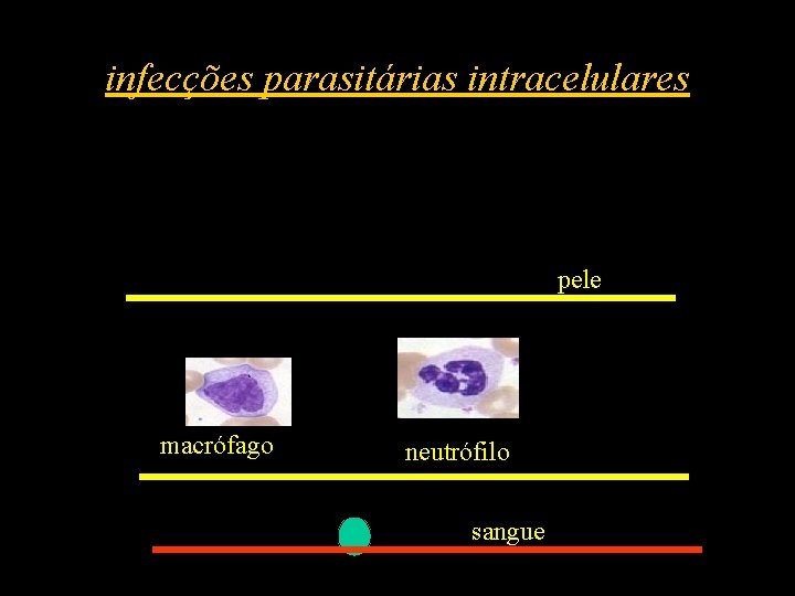 infecções parasitárias intracelulares pele macrófago neutrófilo sangue 