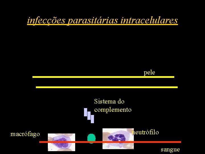 infecções parasitárias intracelulares pele Sistema do complemento macrófago neutrófilo sangue 