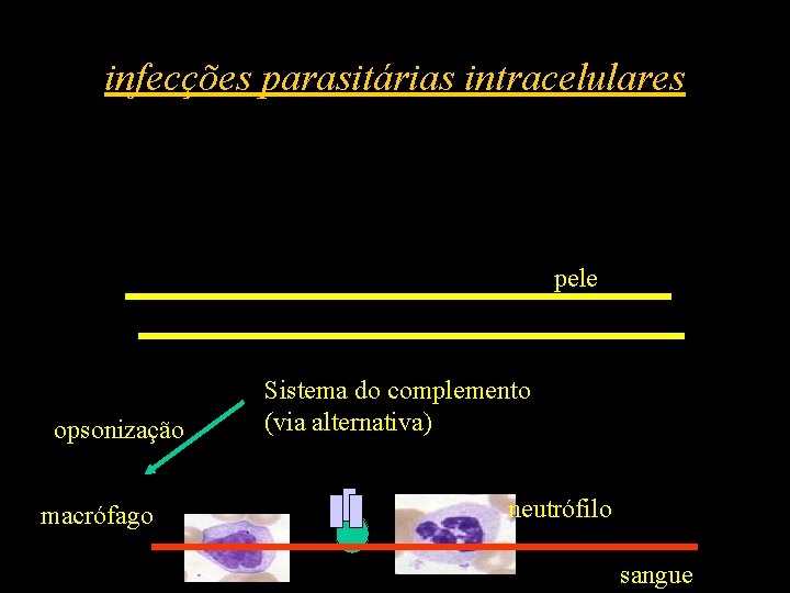 infecções parasitárias intracelulares pele opsonização macrófago Sistema do complemento (via alternativa) neutrófilo sangue 