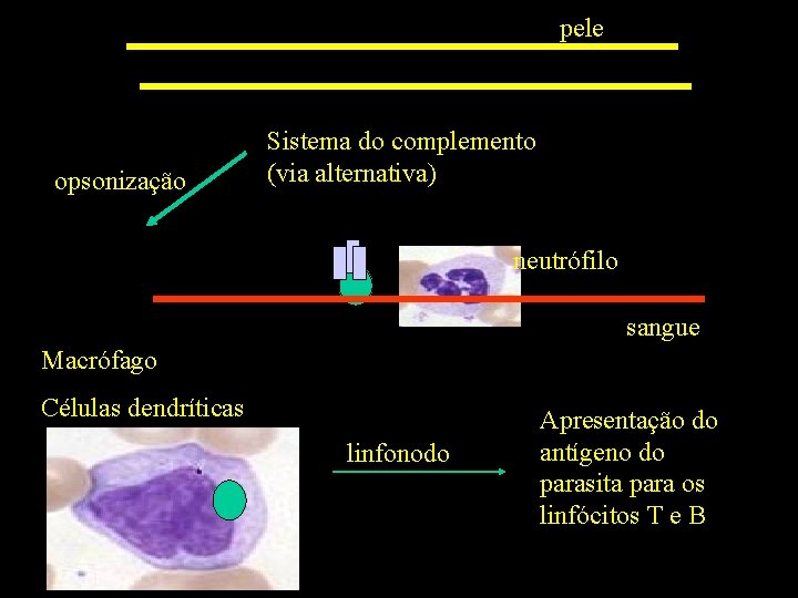 pele opsonização Sistema do complemento (via alternativa) neutrófilo sangue Macrófago Células dendríticas linfonodo Apresentação