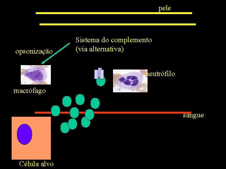 pele opsonização Sistema do complemento (via alternativa) neutrófilo macrófago sangue Célula alvo 