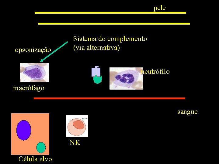 pele opsonização Sistema do complemento (via alternativa) neutrófilo macrófago sangue NK Célula alvo 