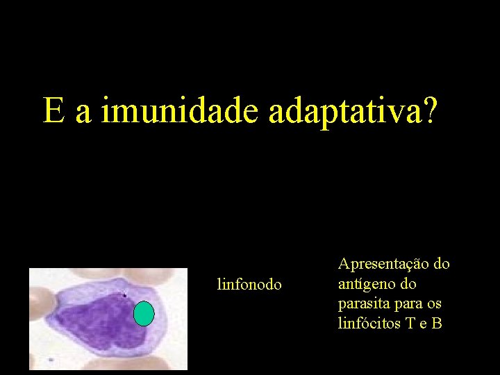 E a imunidade adaptativa? linfonodo Apresentação do antígeno do parasita para os linfócitos T