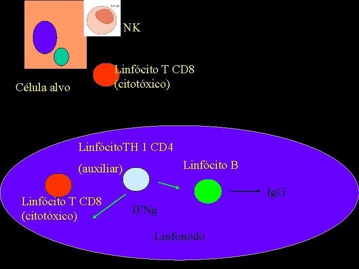 NK Linfócito T CD 8 (citotóxico) Célula alvo Linfócito. TH 1 CD 4 Linfócito