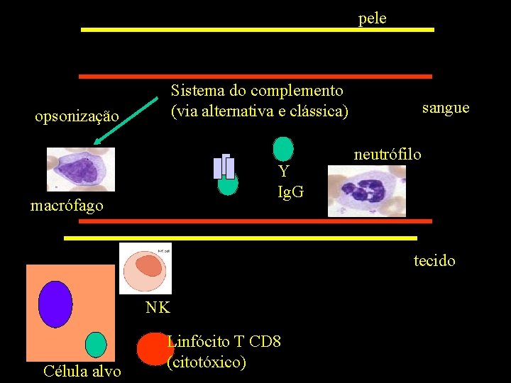 pele Sistema do complemento (via alternativa e clássica) opsonização Y Ig. G macrófago sangue