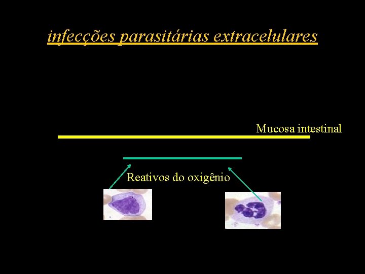 infecções parasitárias extracelulares Mucosa intestinal Reativos do oxigênio 