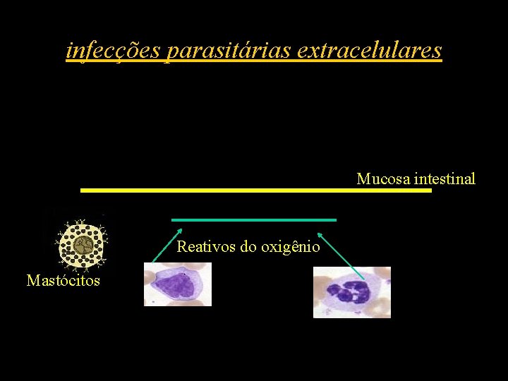infecções parasitárias extracelulares Mucosa intestinal Reativos do oxigênio Mastócitos 