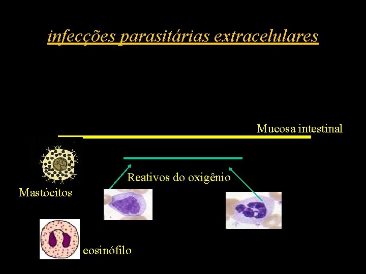 infecções parasitárias extracelulares Mucosa intestinal Reativos do oxigênio Mastócitos eosinófilo 