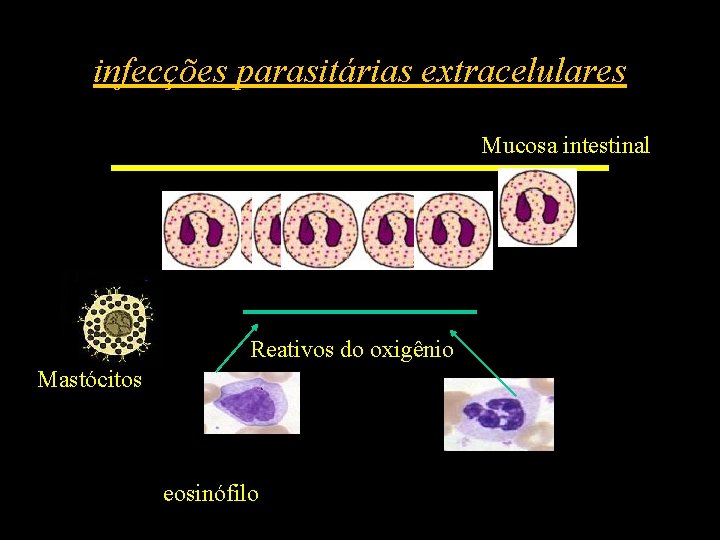 infecções parasitárias extracelulares Mucosa intestinal Reativos do oxigênio Mastócitos eosinófilo 