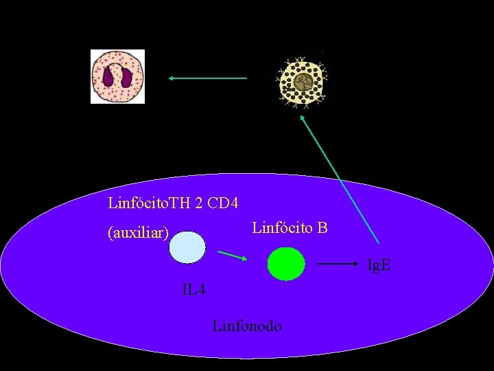 Linfócito. TH 2 CD 4 Linfócito B (auxiliar) Ig. E IL 4 Linfonodo 