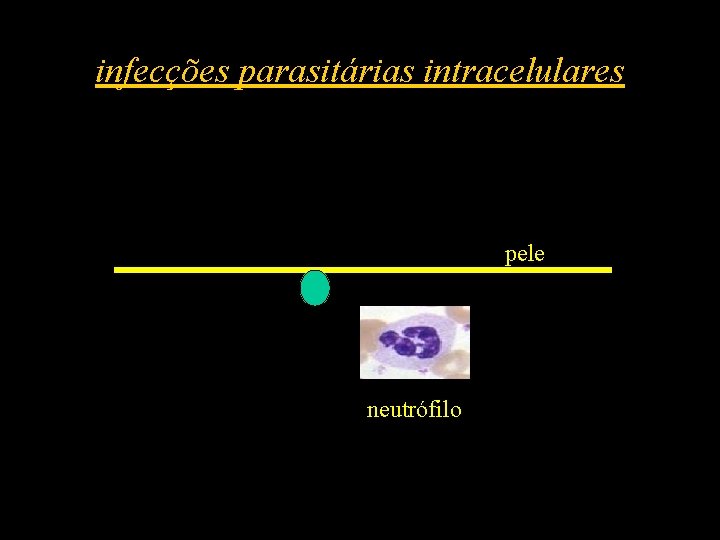 infecções parasitárias intracelulares pele neutrófilo 