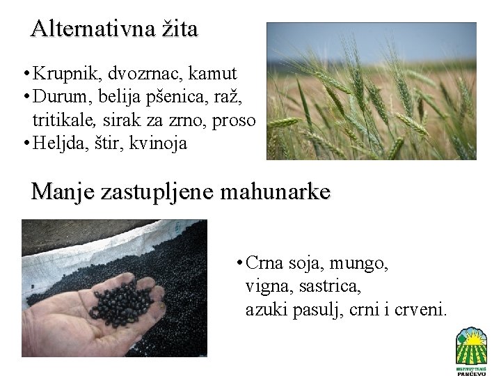 Alternativna žita • Krupnik, dvozrnac, kamut • Durum, belija pšenica, raž, tritikale, sirak za