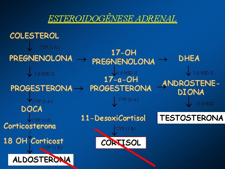 ESTEROIDOGÊNESE ADRENAL COLESTEROL CYP 11 A 1 PREGNENOLONA 3 3 HSD II PROGESTERONA CYP