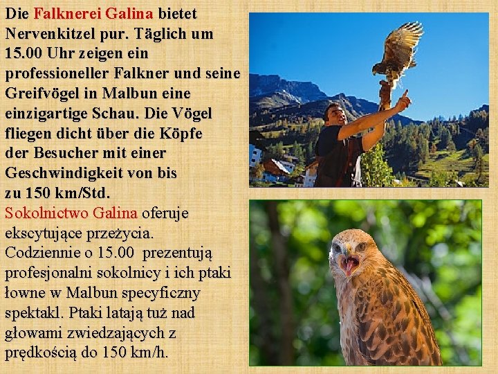 Die Falknerei Galina bietet Nervenkitzel pur. Täglich um 15. 00 Uhr zeigen ein professioneller