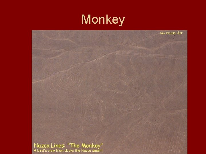 Monkey 