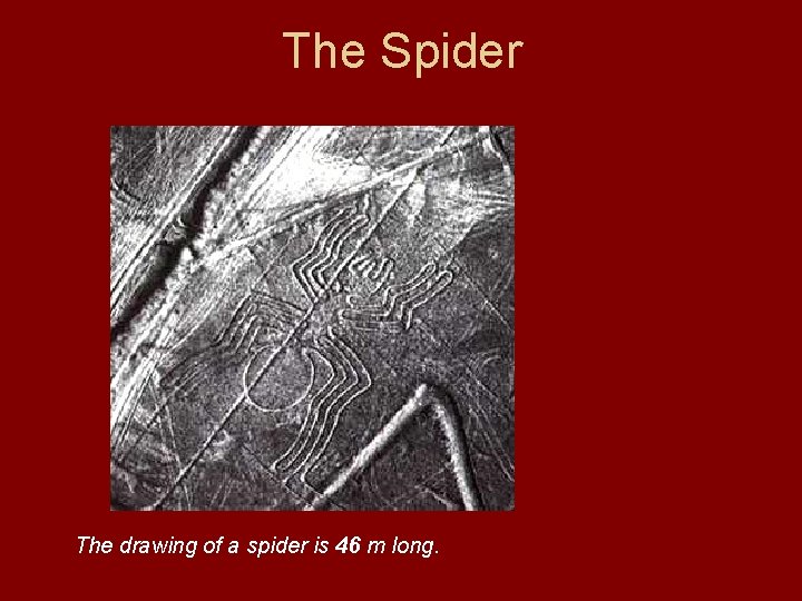 The Spider The drawing of a spider is 46 m long. 